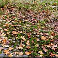 Wooden Bench With Metal Armrests On Stone Paved Path With Fallen Leaves