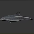 Detailed Silver Dolphin With Shiny Smooth Skin On Dark Reflective Surface