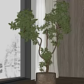 Bonsai Plant With Green Foliage In Ceramic Pot On Wooden Window Sill