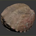 Shellfish With Reddish Brown Textured Shell Featuring Natural Sheen On Dark Reflective Surface
