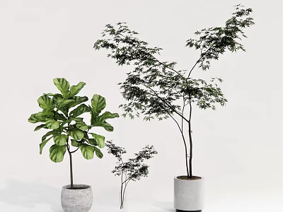 Indoor Bonsai Potted Plants With Various Green Foliage And White Ceramic Pots 3d model