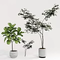 Indoor Bonsai Potted Plants With Various Green Foliage And White Ceramic Pots