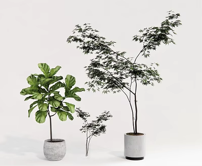 Indoor Bonsai Potted Plants With Various Green Foliage And White Ceramic Pots 3d model