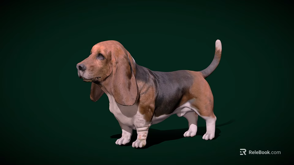 Basset Hound With Large Ears Brown Black Coat White Paws Standing On Green Background 3d model 