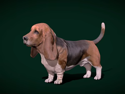 Basset Hound With Large Ears Brown Black Coat White Paws Standing On Green Background 3d model