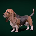 Basset Hound With Large Ears Brown Black Coat White Paws Standing On Green Background
