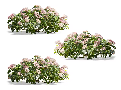 Clusters of Flowering Plants With Pink Blooms And Green Leaves In Natural Setting 3d model