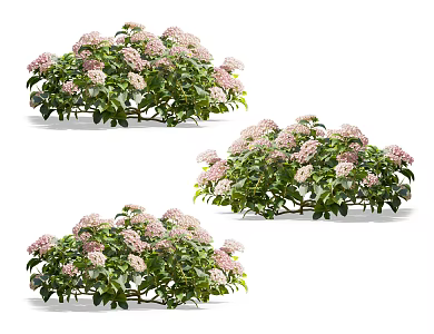 Modern Hydrangea Flowers 3d model