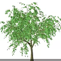 Healthy Agricultural Crop Tree With Lush Green Leaves And Foliage Growth