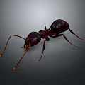 Detailed 3D Rendered Ant With Dark Red Black Body And Long Antennae