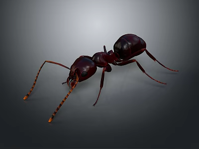 Detailed 3D Rendered Ant With Dark Red Black Body And Long Antennae 3d model