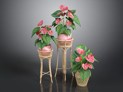 Anthurium Plants With Pink Blooms And Green Leaves In Wicker Pots On Bamboo Stands 3d model