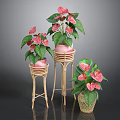 Anthurium Plants With Pink Blooms And Green Leaves In Wicker Pots On Bamboo Stands