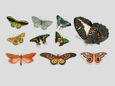 Beautiful Assorted Butterfly Animal Wall Decor Art Pieces With Colorful Patterns 3d model Beautiful Assorted Butterfly Animal Wall Decor Art Pieces With Colorful Patterns 3d model