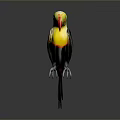 Vibrant Toucan Bird With Multicolored Beak And Black Plumage Standing Isolated