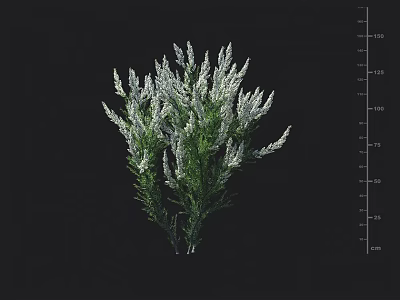 Green Leafy Plant With White Flower Spikes On Black Background And Height Ruler 3d model