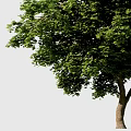 Tree 3d model