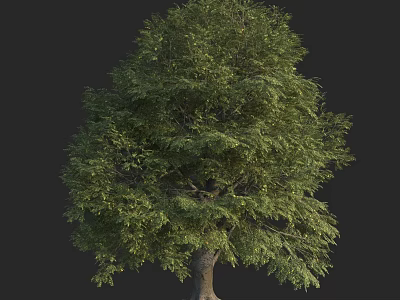 A Lush Green Tree with Thick Trunk and Dense Foliage Against Dark Background 3d model