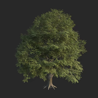 A Lush Green Tree with Thick Trunk and Dense Foliage Against Dark Background 3d model