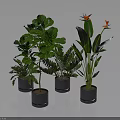 Lush Indoor Green Plants In Modern Gray Pots With Various Leaf Shapes And Colorful Flowers