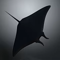Black Manta Ray Aquatic Animal Swimming In Deep Ocean With Streamlined Body