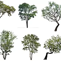 Multiple Arbor Trees With Diverse Trunk Shapes And Lush Green Foliage