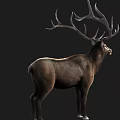 Realistic Brown Deer With Large Antlers Standing Against Black Background 3d model
