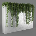 Lush Green Vines Hanging On Indoor White Concrete Wall Decoration