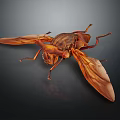 Brown Insect with Large Wings and Detailed Body Structure on Dark Background with Reflection