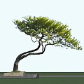 Graceful Tree With Curved Trunk And Lush Green Leaves Against Blue Sky