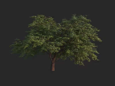Single Arbor with Lush Green Foliage and Brown Trunk in Natural Growth 3d model