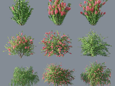 Colorful Flowering Bushes With Pink Blooms Green Foliage And Various Shapes 3d model