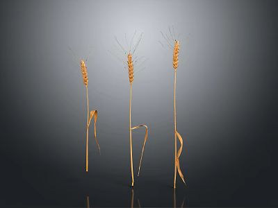 Fresh Golden Wheat Ears As Natural Food Ingredient On Dark Background 3d model
