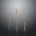 Fresh Golden Wheat Ears As Natural Food Ingredient On Dark Background