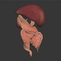 Detailed 3D Anatomical Model of Human Liver and Digestive Intestines