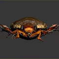 Close Up View Of Brown Beetle With Red Legs And Antennae On Reflective Dark Background