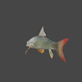 Silver Scaled Fish With Red Tail Fin And Orange Fins In Calm Water