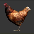 Red Brown Chicken Full Body With Red Comb Standing On Dark Background