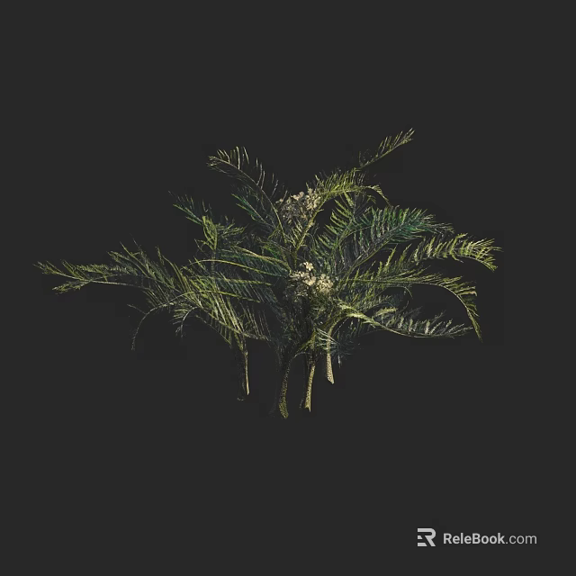 Fern Plant With Slender Green Leaves And Small White Flowers On Dark Background 3d model 