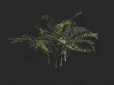 Fern Plant With Slender Green Leaves And Small White Flowers On Dark Background 3d model