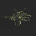 Fern Plant With Slender Green Leaves And Small White Flowers On Dark Background