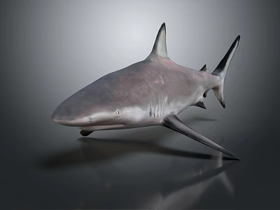 Detailed Shark Figure With Pointed Dorsal Fin Grey Skin And Shiny Reflections 3d model