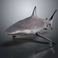 Detailed Shark Figure With Pointed Dorsal Fin Grey Skin And Shiny Reflections