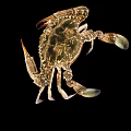 Close Up View Of Crab With Large Claws And Detailed Shell On Black Background