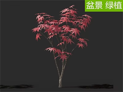Bonsai Arbor with Red Leaves as Indoor Green Plant Decoration 3d model