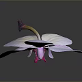 Beautiful Purple Orchid With Striped Petals And Pink White Center On Dark Background
