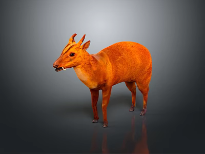 Orange Deer Like Animal With Small Horns Standing Against Gray Background With Reflection 3d model