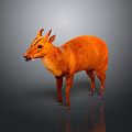 Orange Deer Like Animal With Small Horns Standing Against Gray Background With Reflection