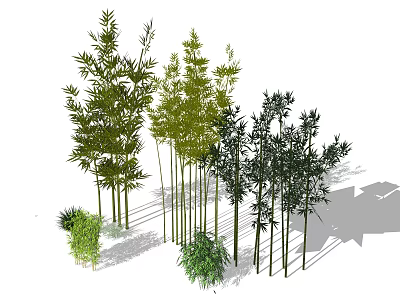 Various Bamboo Plants With Distinct Growth Forms 3d model