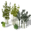Various Bamboo Plants With Distinct Growth Forms 3d model